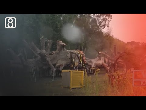 ივანიშვილს ბაობაბები გაუხმა