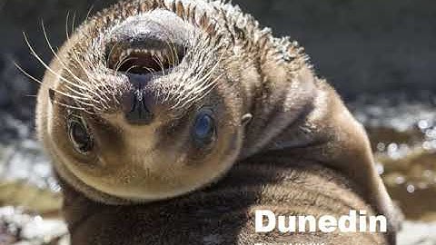 Aggies Abroad Info Session 2018