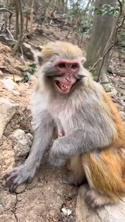 he he he hi hi hi #laughteristhebestmedicine
