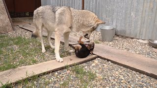Нападение волчицы на спасенного щенка !!! Укусила беззащитного щенка !!! Знакомство щенка с волками.