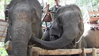 Laos 2012 - Tickle Trunks