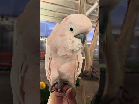   بغبغان يتكلم السلام عليكم و رحمه الله و بركاته