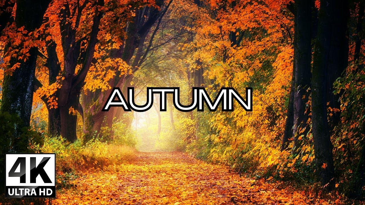 Autumn in Ultra HD: Vibrant Colors of the Season
