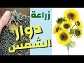 زراعة دوار الشمس في المنزل 