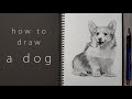 как нарисовать собаку how to draw a dog