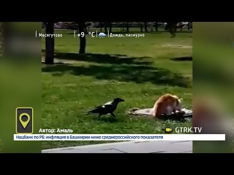 В уфимском парке назойливая ворона пыталась отнять у кошки еду