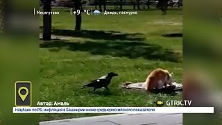 В уфимском парке назойливая ворона пыталась отнять у кошки еду В уфимском парке назойливая ворона пыталась отнять у кошки еду