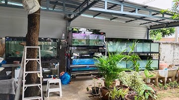 DM Studio - งานระบบ Overflow Full Services ตู้ปลากรองบน 4 ใบ ของคุณเบน เพชรเกษม (ผู้ช่วย Nino) Set 1