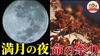 満月の夜に集まってくるクサフグとアカテガニの大群！滅多に見られない”命の祭り”を神奈川県・某海岸で小島一慶が目撃【どうぶつ奇想天外／WAKUWAKU】