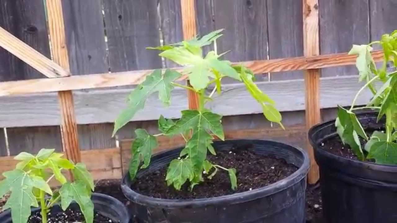 PapayaTransplant To The Ground and Containers YouTube