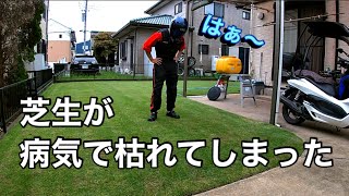 トップグラス殺菌剤使用【芝生の病気対策】
