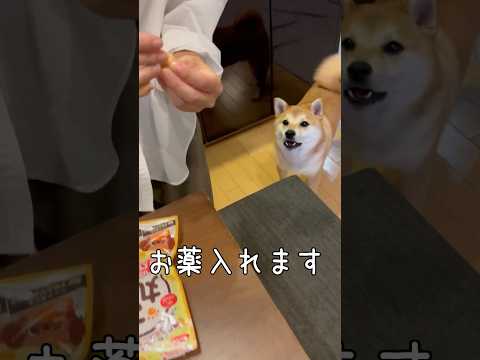 オブラート【薬だけ吐き出す】豆柴アオと柴犬委員会  mameshiba AO & shiba inu committee #Shorts
