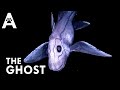 Chimaera: The Deep Sea Phantom