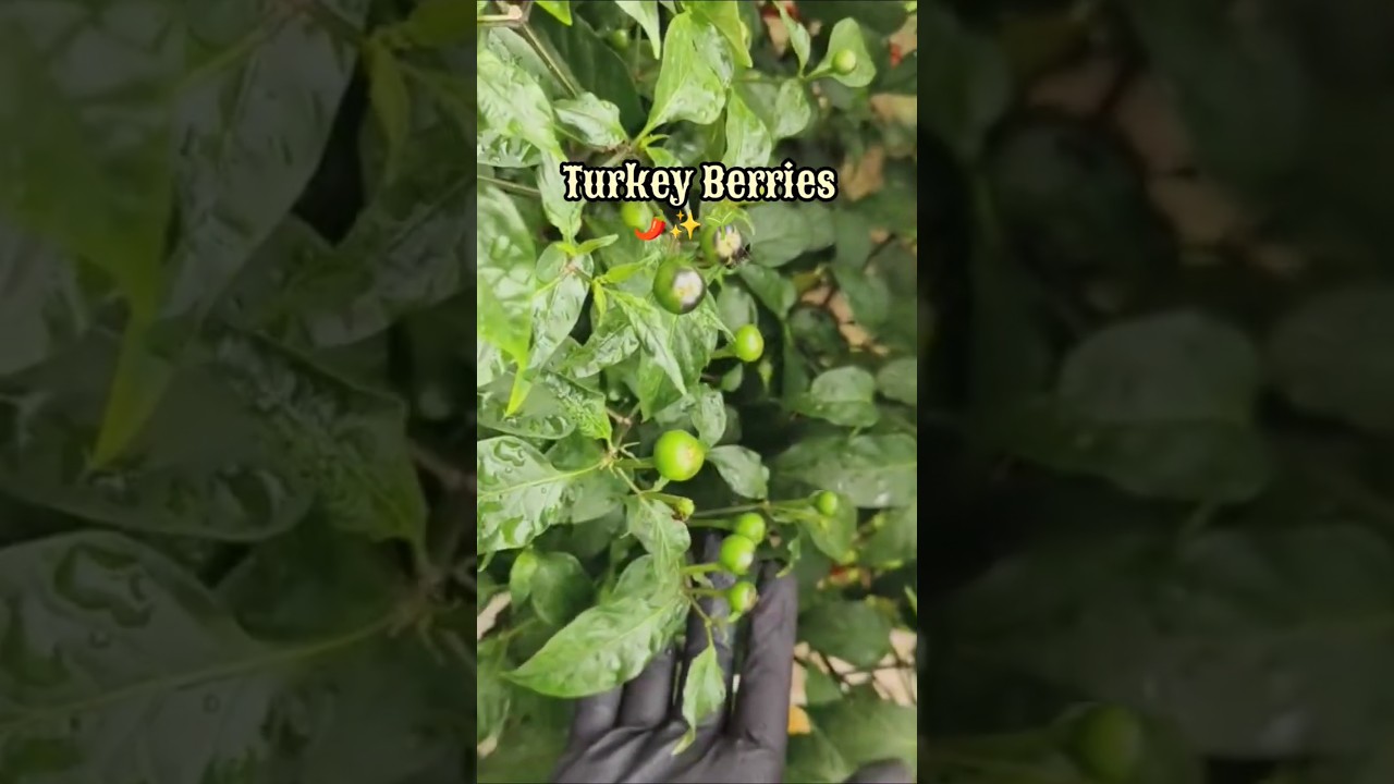 Turkey Berry harvest 🌶️ 