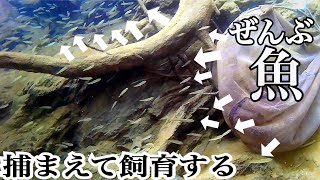 水路で生き物を捕まえて水槽で飼育する！（冬休み一気見版）