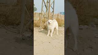 Japanese Spitz Dog || white coat breed || pet lover #dog #spitz #shorts #viral #japanese