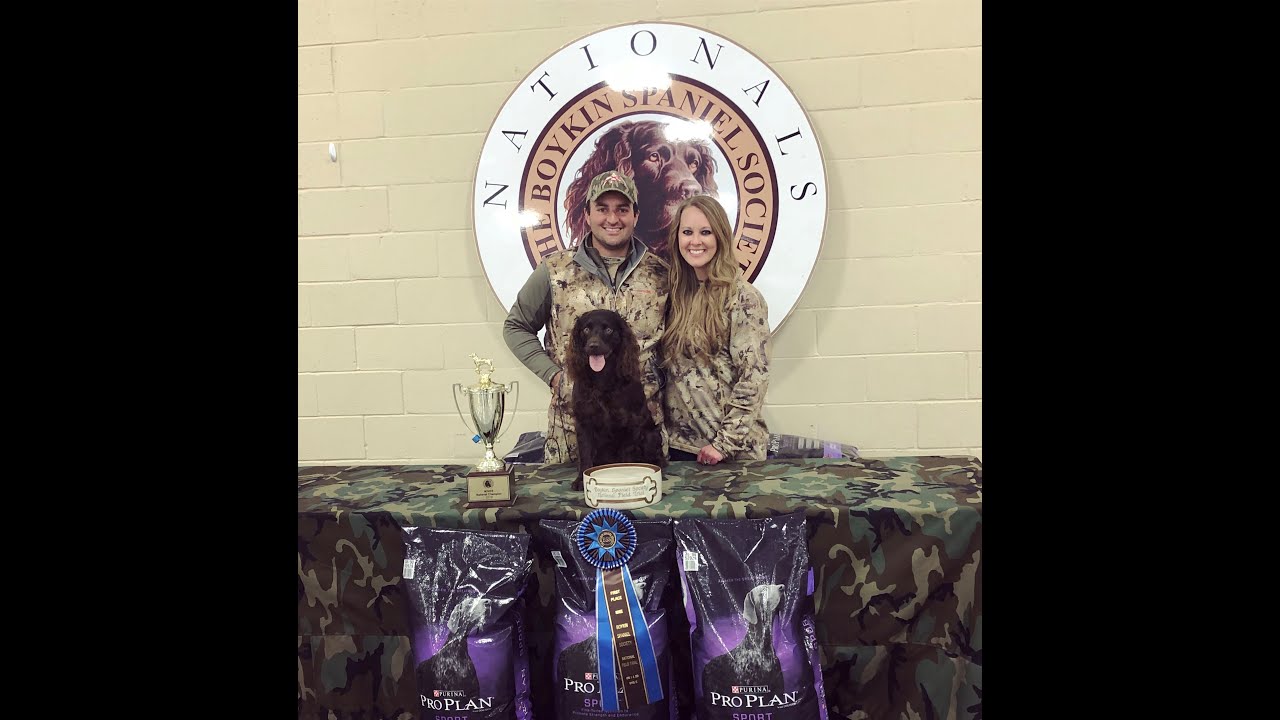 chiefholland Boykin Spaniel 2018 Boykin Spaniel Society National Field Trial Champion Novice BSS