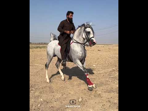     اسب ک رد درجه یک     حصان اسب