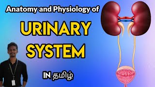 #6 Anatomy and Physiology of Urinary System in Tamil