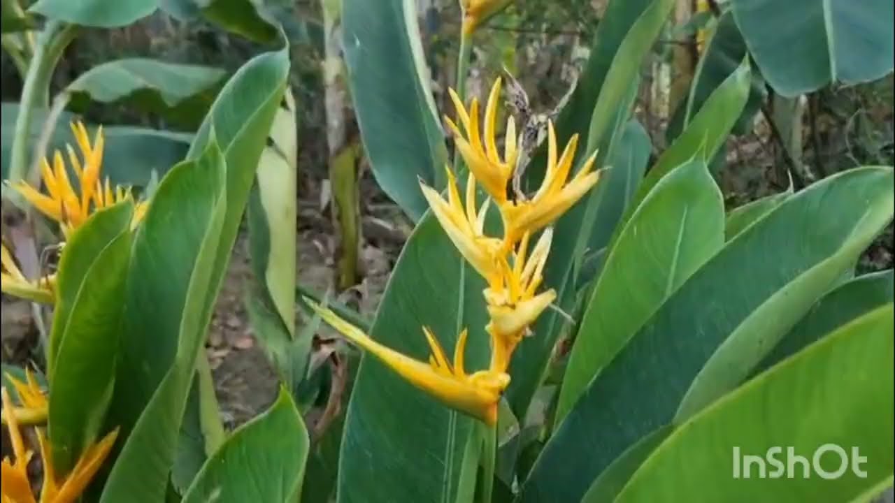 #Philippinen #Gartenrundgang 🦎