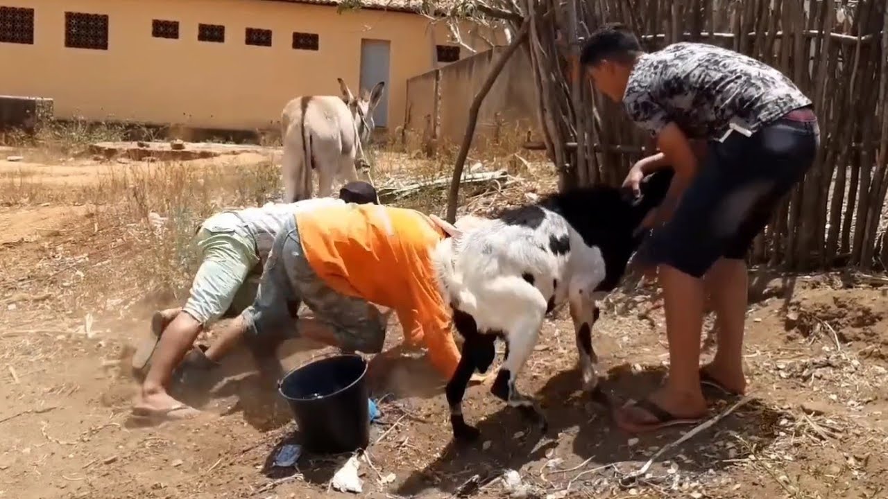 Seu mane caiu do jumento brabo #comedia #piadascurtas #humor #comedy