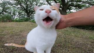 植込みの裏で寝ていた野良猫、顔見たら起きてモフられにきた