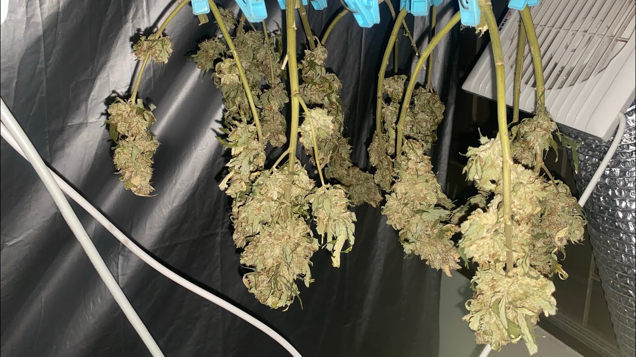 Ep-4 Chem D i95 x Pluto Auto Ethos เริ่มตากแอร์ได้ 7 วัน by