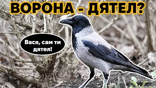 Ніколи такого не бачив - ворона знімає кору з куща, прямо як дятел!