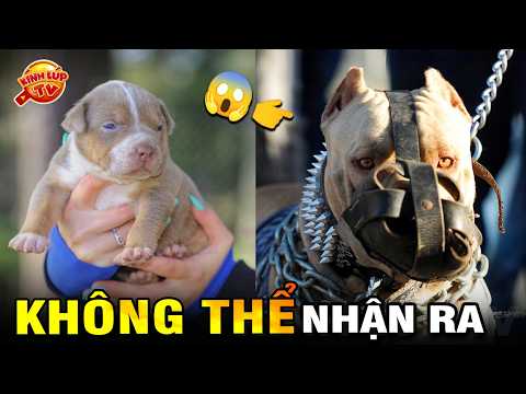 🔥 8 Loài Động Vật Thay Đổi Ngỡ Ngàng Khi Còn Nhỏ và Lớn Khiến Bạn Không Thể Nhận Ra | Kính Lúp TV