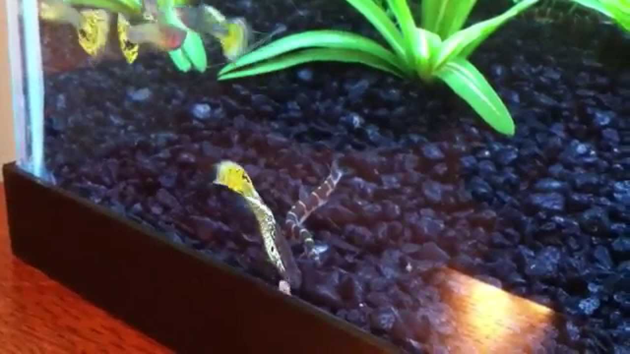 Kuhli Loach Watching Guppies Eat YouTube