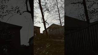Backyard Tree Felling in a Tight Space 🌳 Tree Falls Straight to Camera #TreeFelling #Satisfying