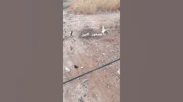 صيد عصفور التين 
