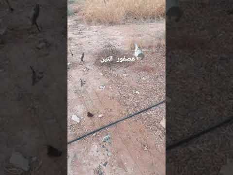 صيد عصفور التين
