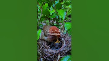 صباح الخير القرآن الكريم