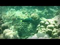 Подводный мир острова Бамбу. The underwater world of  Bamboo island. Phi-Phi islands, Thailand.