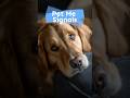Dog Behaviors That Mean “Pet Me Now” #shorts