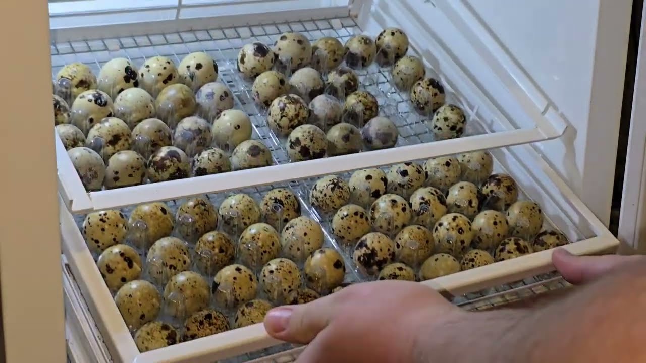 Закладка перепелиного яйца в инкубатор,  при какой температуре и влажности  инкубировать?