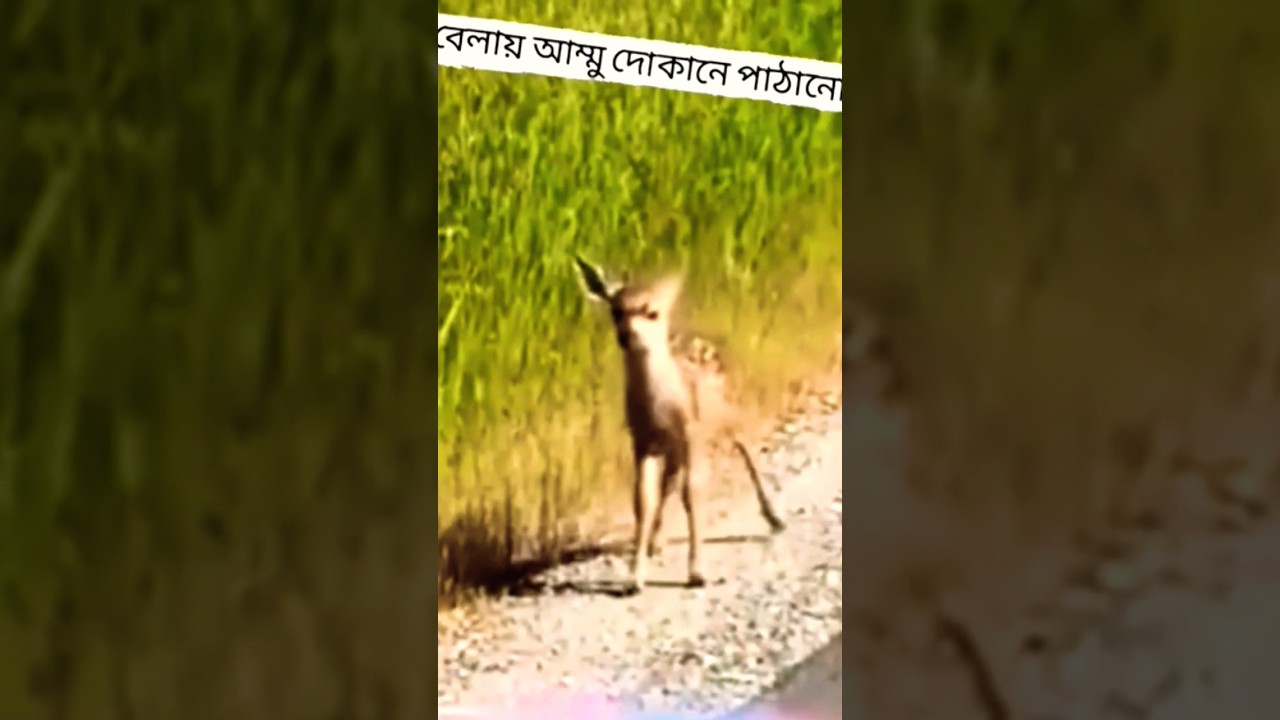 Funny Deer Voice trend | 