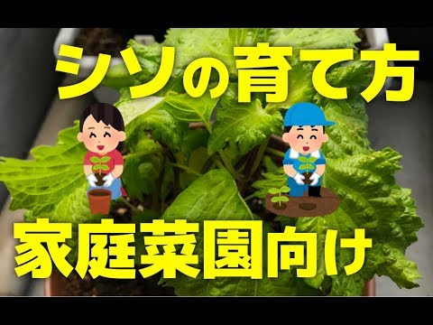 シソの育て方 家庭菜園向けプランター植木鉢での大葉栽培方法 Youtube