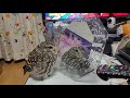 鏡を見るフクロウ