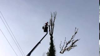 Cotfield Hedgeworks Dismantle Lombardy Poplar