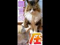 大型猫の無言の圧が強烈過ぎた!【shorts】