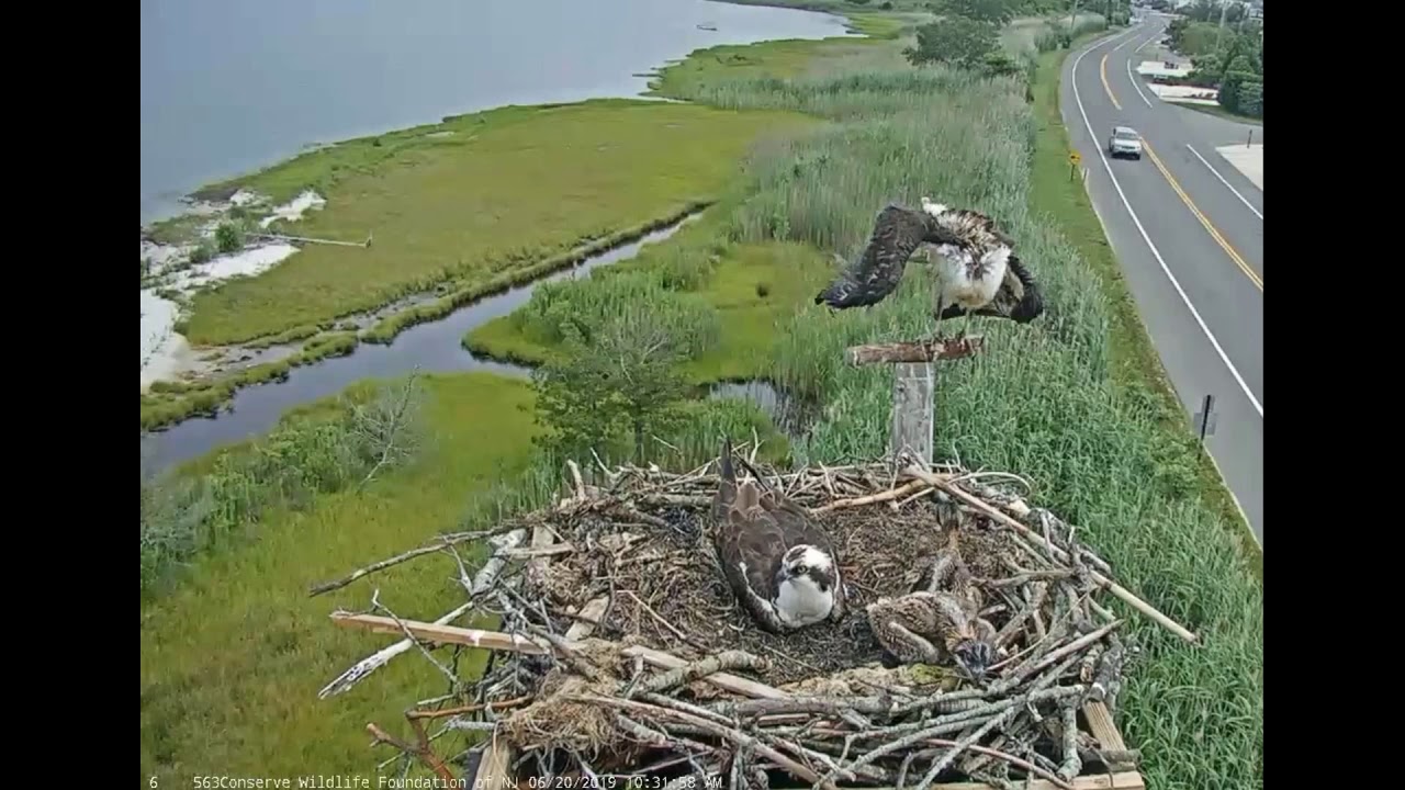 Barnegat Light Osprey Cam Male hangs with nestlings Female returns wet