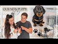 MEET OUR NEW PUPPY | PICKING UP OUR MINI DACHSHUND & FIRST FEW DAYS VLOG 🐾