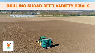 Drilling Sugar Beet Variety Trials