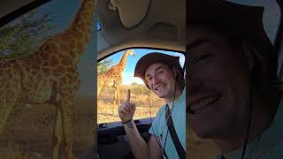 Safari In South Africa safari wildlife animals giraffe southafrica