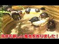 【亀池2021】新しい亀池を作ったんだけど、予想以上に良い感じになりました①【作り方】