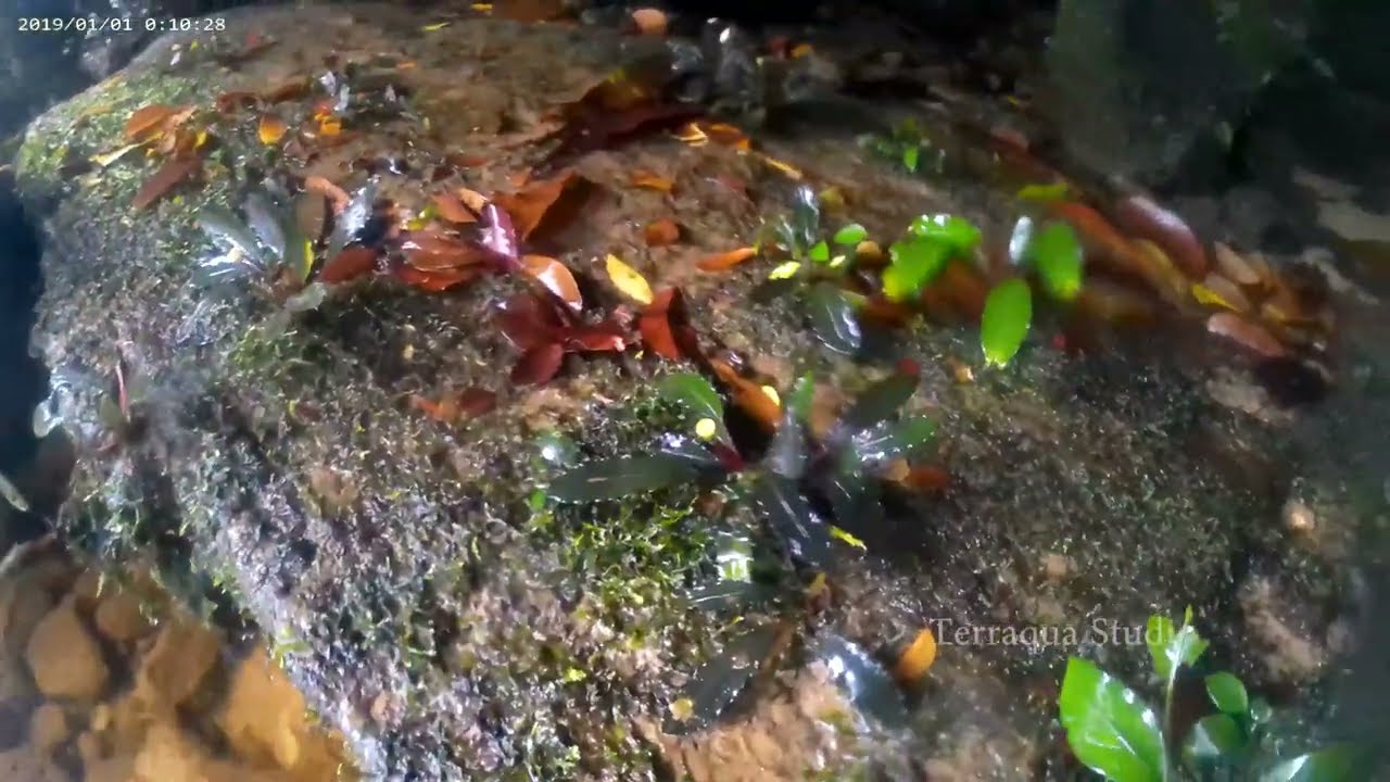 水草 Bucephalandra sp Air terjun Gunung Puis 水草 Bucephalandra sp