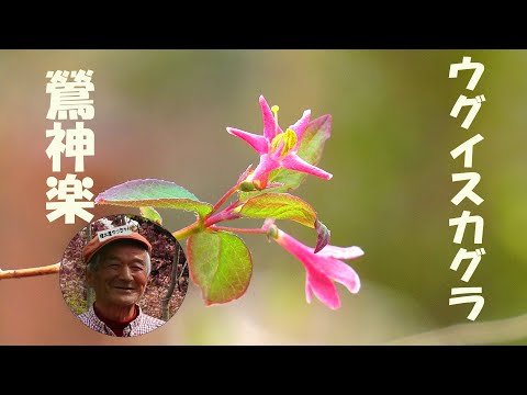 ウグイスカグラ花 鶯神楽の花 植木屋やっちゃん - YouTube