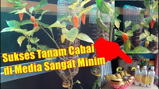 TANAM CABAI DI BOTOL PLASTIK BEKAS CEPAT BERBUAH ANTI KERITING | How to Grow Chili in Plastic Bottle